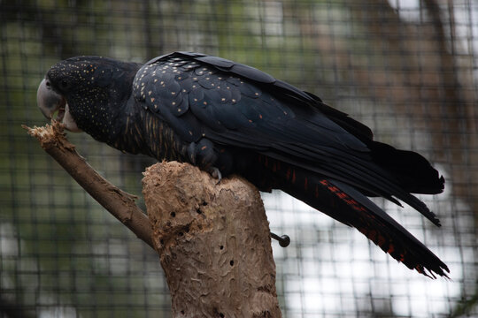 the female red tailed cockatoo is eating a branch