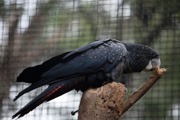 the female red tailed cockatoo is eating a branch © susan flashman
