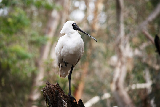 The royal spoonbill is standing on one leg