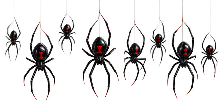 Black Widow Spiders Hanging on Silk Threads Isolated on transparent Background Halloween Concept