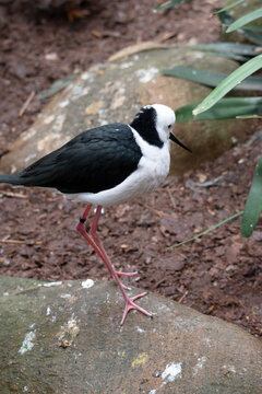 the black stilt is looking for food