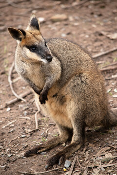 the swamp wallaby is checking its surrounding
