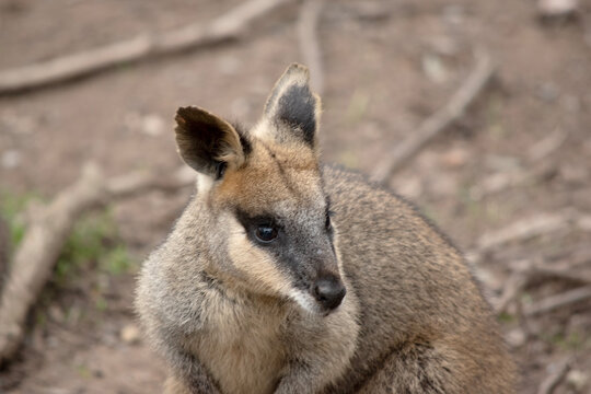 this is a close up of a swamp wallaby