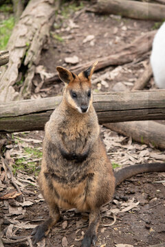 the swamp wallaby is standing on her back legs