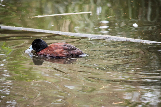 the male chrestnut teal is swimming on the river