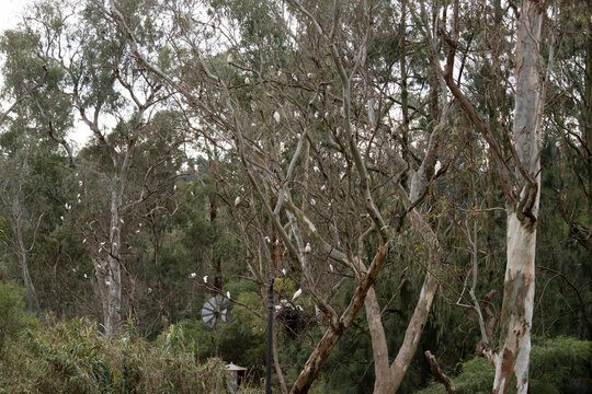 the trees have corellas on its branches