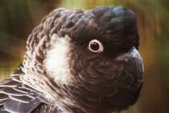 this ia a close up  of a white tailed cockatoo