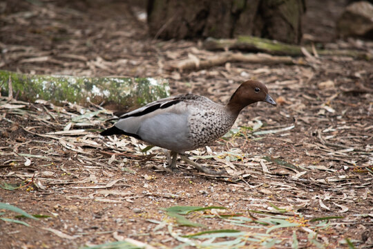 the male wood duck is walking in the forest