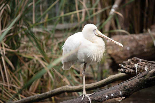 The yellow spoonbill is standing on one leg