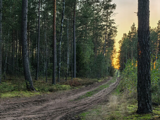 Naklejka premium Scenic woodland trail with sunbeams filtering through pine trees at dusk.