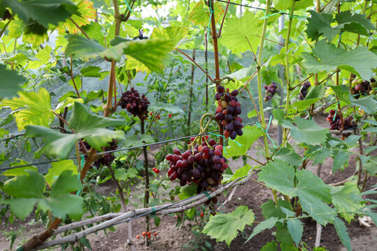 Juicy clusters of red-pink grapes ripen on trellises in a home garden among fresh green leaves. A well-maintained vineyard displays a rich autumn harvest under soft natural lighting.