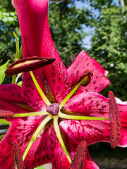 Pinke Lilie 'Miss Feya'  Close up © Michelle