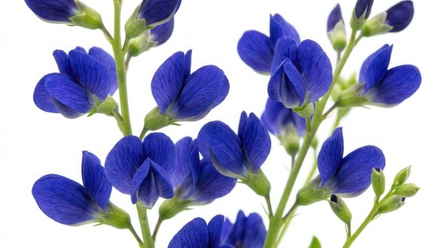 Macro view of vibrant blue wild indigo blossoms and perennial plant buds.