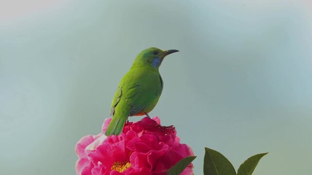 Beautiful green leafbird with blue throat perched on blooming pink flower against clear soft background