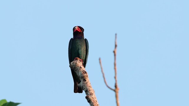 Beautiful dark dollarbird with red beak holding a seed perched on dry branch against clear blue sky