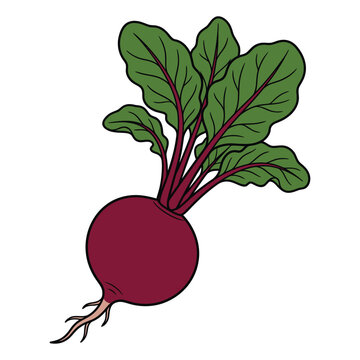 Fresh red beetroot with green leafy tops and taproot vector illustration isolated on white background.