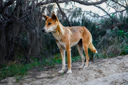 australian dingo