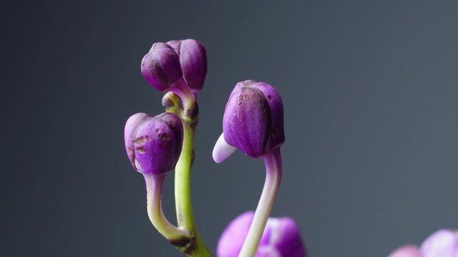 Close-up shot of a cluster of purple orchid flower buds on a stem against a plain dark studio background.
