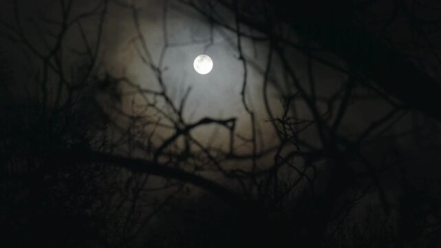 Full Moon Shining Through Dark Tree Branches