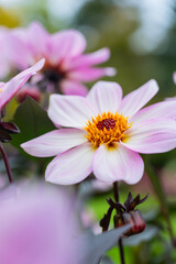 Detailed petals and rich seasonal colors of autumn chrysanthemums flowers. Delicate floral textures contrast with blurred outdoor background, creating calm seasonal atmosphere. Seasonal nature concept © anna.stasiia