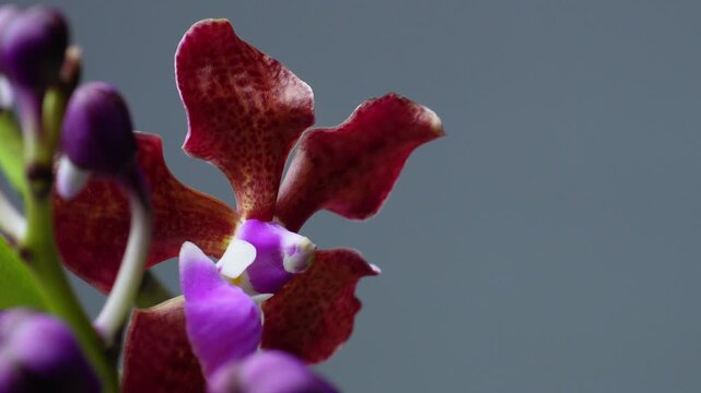 Close-up shot of a blooming red spotted vanda orchid flower with purple center and unopened buds against a plain dark studio background.
