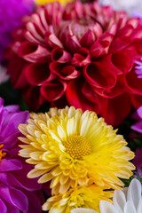 Detailed petals and rich seasonal colors of autumn chrysanthemums flowers. Delicate floral textures contrast with blurred outdoor background, creating calm seasonal atmosphere. Seasonal nature concept © anna.stasiia