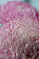 Detailed petals and rich seasonal colors of autumn chrysanthemums flowers. Delicate floral textures contrast with blurred outdoor background, creating calm seasonal atmosphere. Seasonal nature concept © anna.stasiia
