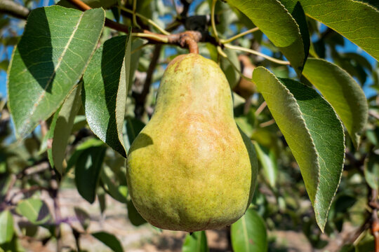 P&ecirc;ra madura pendurada no galho de uma pereira rodeada por folhas verdes em meio a uma horta org&acirc;nica
