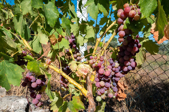 Cacho de uvas tintas em processo de amadurecimento numa videira com folhas verdes, junto a uma cerca de rede numa vinha ao ar livre