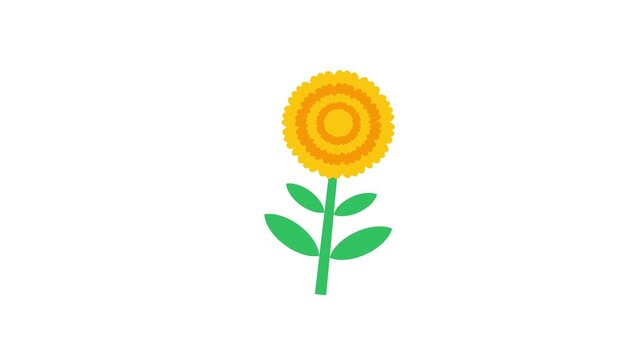 Yellow Marigold Flower Plant Flat Vector Seamless Loop Animation on White Background
