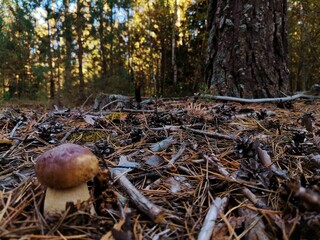 mushroom in the forest © Илья Чернов