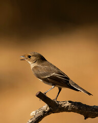European pied flycatcher perched on a metal rod. Female or juvenile Ficedula hypoleuca bird profile portrait in sunny natural habitat with warm blurred bokeh background. © Alex