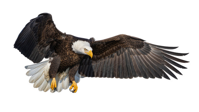 Majestic bald eagle with spread wings, isolated on transparent background