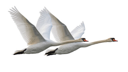 Two elegant white swans with outstretched wings flying in formation, isolated on transparent background © Corotaev