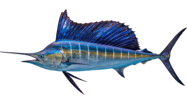Majestic blue marlin with large dorsal fin, isolated on transparent background