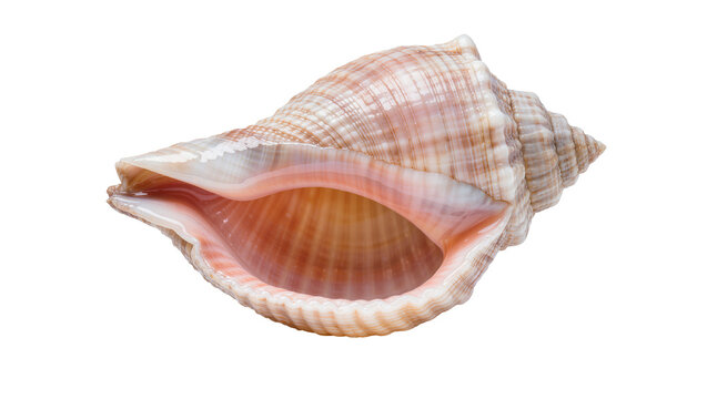 Spiral seashell with pink interior, isolated on transparent background