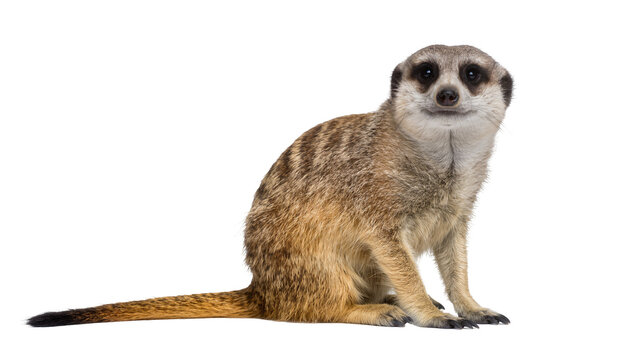 Alert meerkat sitting attentively, isolated on transparent background