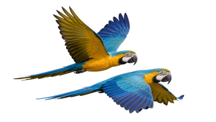 Two blue and yellow macaws flying, isolated on transparent background © Corotaev