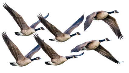Flock of Canada geese flying in formation, isolated on transparent background © Aliona