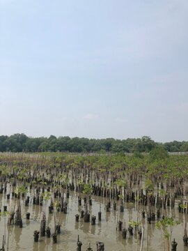 Mangrove Forest at Low Tide: Pneumatophores Rising from the Mudflats