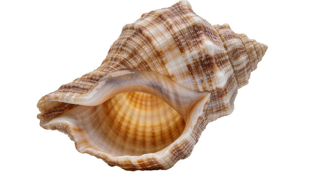 Spiral seashell with brown and white stripes, isolated on transparent background