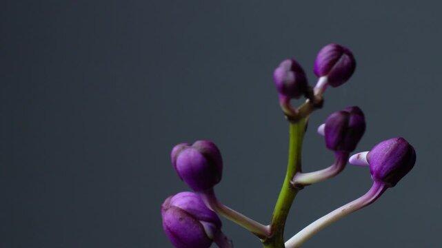 Close-up shot of a green stem filled with unopened purple orchid flower buds slowly rotating against a plain dark background.
