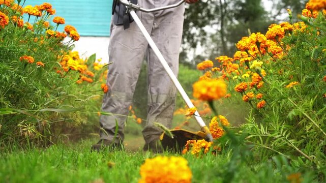 Man uses weed wacker near orange marigolds. Green grass contrasts with bright flowering plants. Dusty air swirls as tool moves through vegetation. Calm work in garden or yard setting