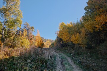 Fototapeta premium Scenic mountain dirt road surrounded by golden autumn trees and dense vegetation, leading through a peaceful landscape ideal for hiking and outdoor exploration.