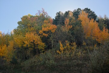 Fototapeta premium Panoramic mountain forest in autumn with layers of golden, orange and green foliage, creating a rich seasonal landscape and scenic outdoor destination.
