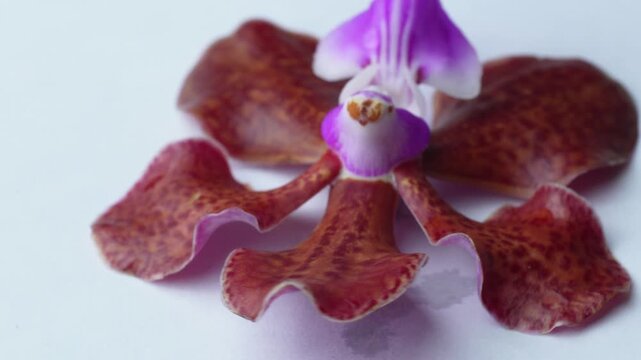 Macro shot of a red spotted vanda orchid flower with purple center slowly rotating on a plain white studio background.
