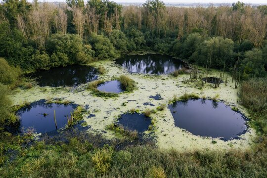 Aerial view of a swampy pond with algae and trees