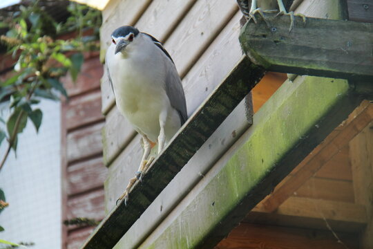 An Adult Black Crowned Night Heron Bird.