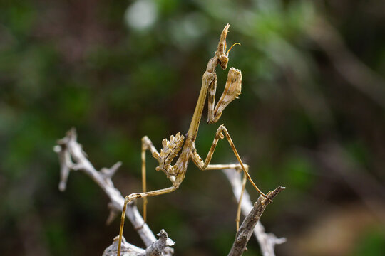 Empusa pennata, conehead mantis, perched on a twig near Cabo de S&atilde;o Vicente, Portugal