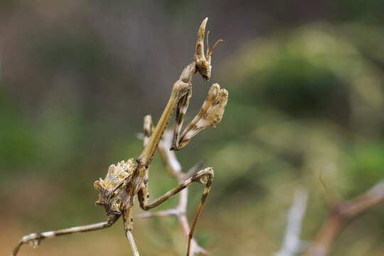 Empusa pennata, conehead mantis, in natural habitat near Cabo de S&atilde;o Vicente, Portugal